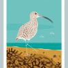 A3 Curlew Print by Nick Pettit - £3 from sale will go to Curlew Action