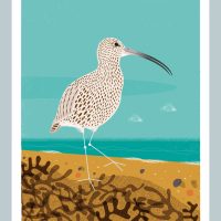 A3 Curlew Print by Nick Pettit - £3 from sale will go to Curlew Action