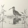 Curlew Print by Ellen Bradley
