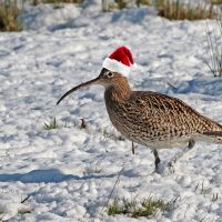 Christmas Curlew Card