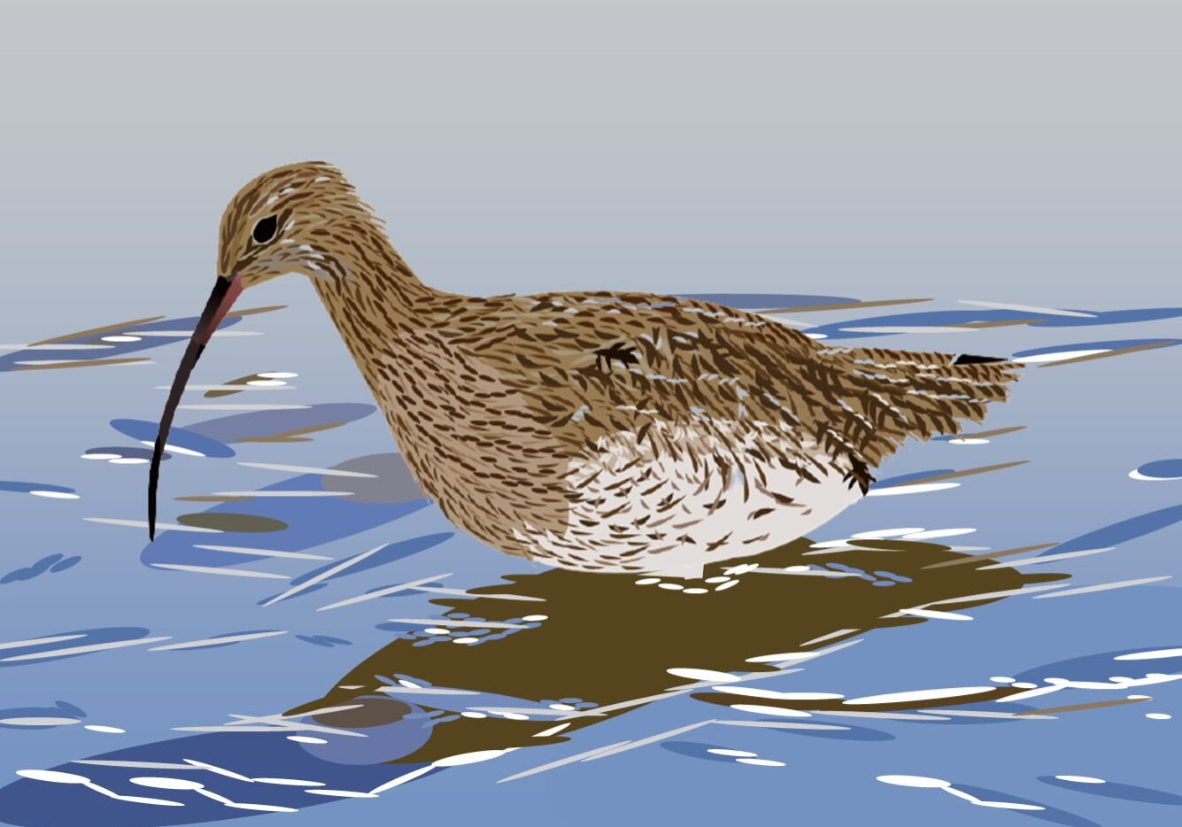 Curlew Wading (James Currell)