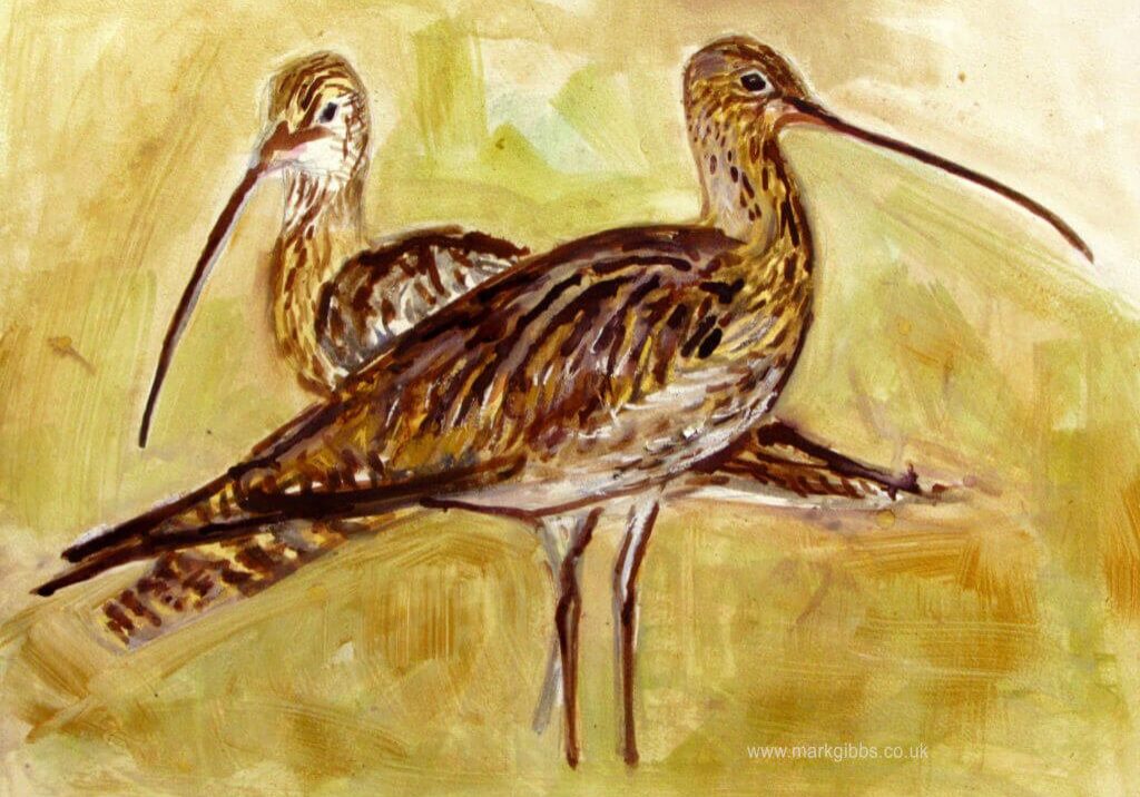 Curlew pair peat sketch. Mark Gibbs sendout Geltsdale peat, ink watercolour and acrylic gold copy