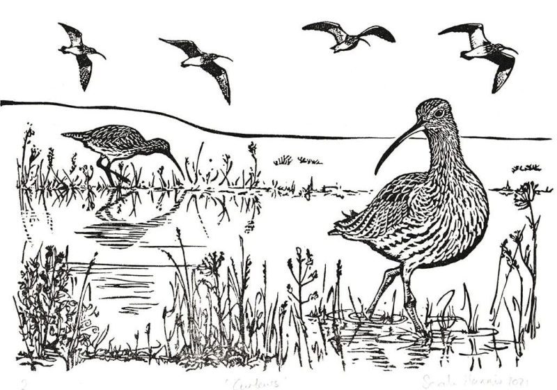 Curlews-by-Sarah-Hannis-landscape-