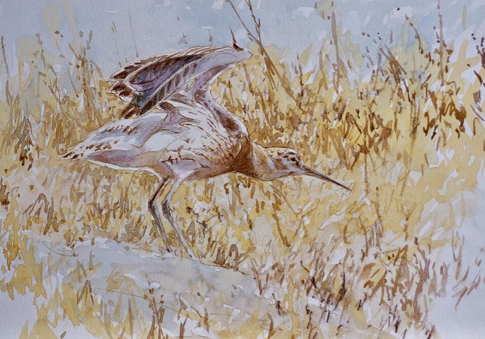 David Bennett - Juvenile Curlew - Watercolour