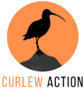 Curlew Action Shop